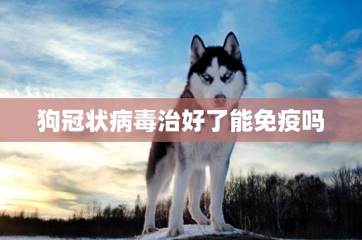 狗冠狀病毒治好了能免疫嗎