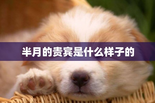 半月的貴賓是什么樣子的