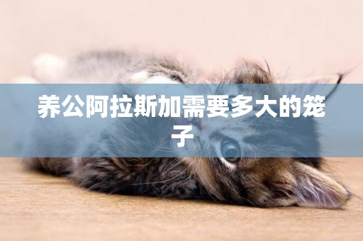 養公阿拉斯加需要多大的籠子
