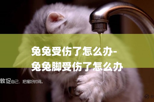 兔兔受傷了怎么辦-
兔兔腳受傷了怎么辦