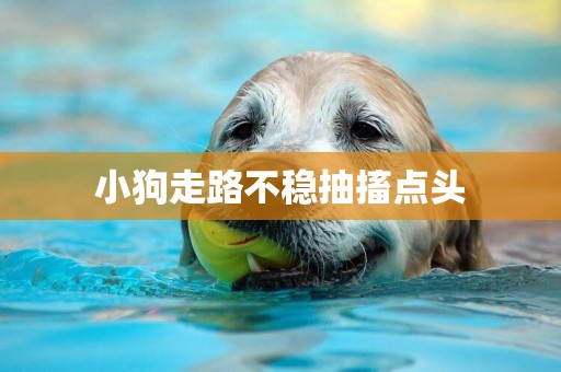 小狗走路不穩抽搐點頭