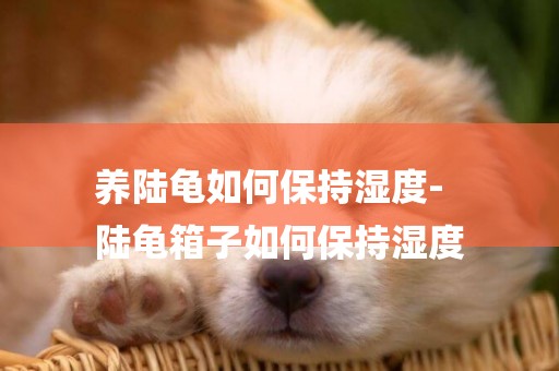 養陸龜如何保持濕度-
陸龜箱子如何保持濕度