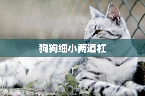 狗狗細小兩道杠