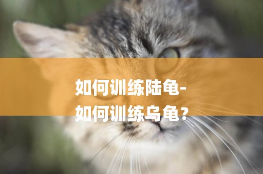 如何訓練陸龜-
如何訓練烏龜？