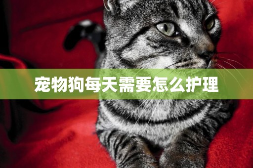 寵物狗每天需要怎么護理