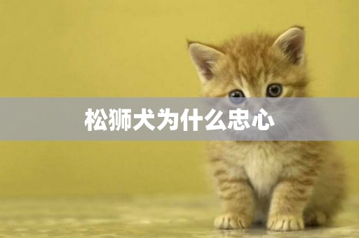 松獅犬為什么忠心