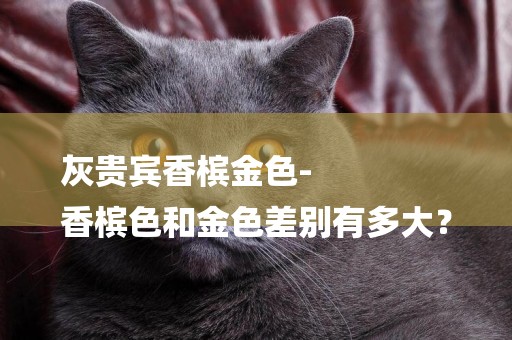 灰貴賓香檳金色-
香檳色和金色差別有多大？