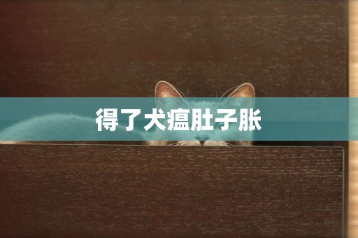 得了犬瘟肚子脹