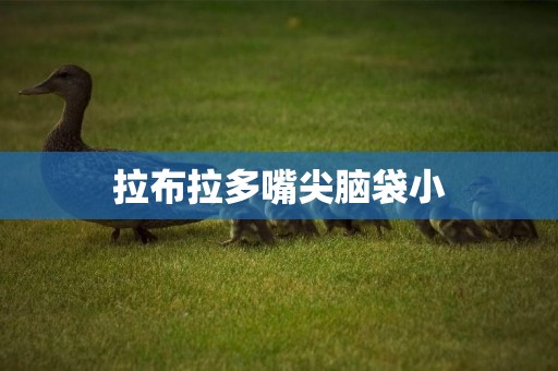 拉布拉多嘴尖腦袋小