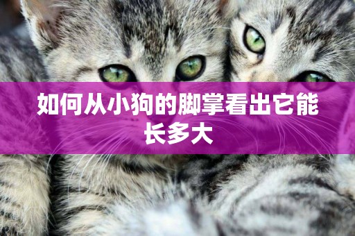 如何從小狗的腳掌看出它能長多大
