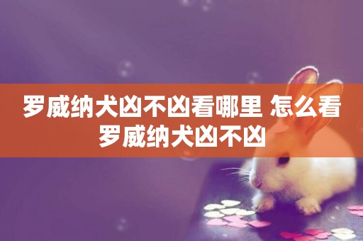羅威納犬兇不兇看哪里 怎么看羅威納犬兇不兇