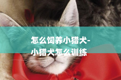 怎么飼養小獵犬-
小獵犬怎么訓練