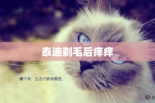 泰迪剃毛后癢癢