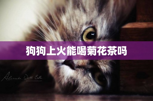 狗狗上火能喝菊花茶嗎