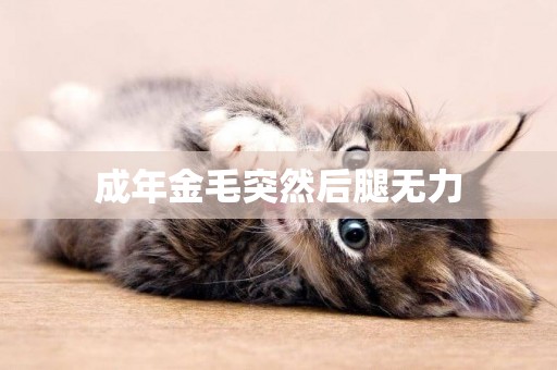 成年金毛突然后腿無力