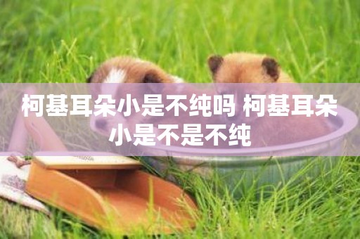 柯基耳朵小是不純嗎 柯基耳朵小是不是不純