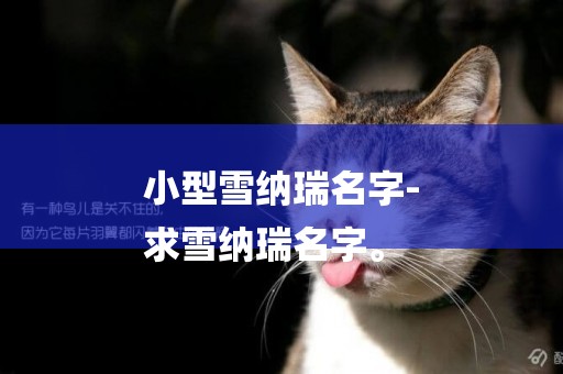小型雪納瑞名字-
求雪納瑞名字。
