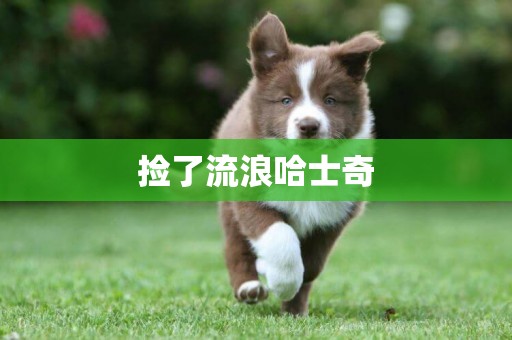 撿了流浪哈士奇