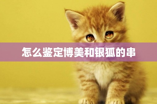 怎么鑒定博美和銀狐的串