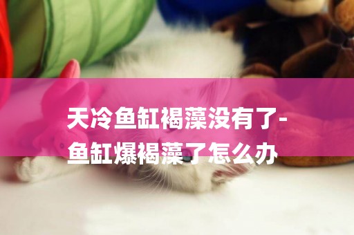 天冷魚缸褐藻沒有了-
魚缸爆褐藻了怎么辦