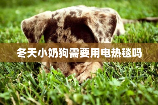 冬天小奶狗需要用電熱毯嗎