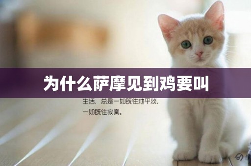 為什么薩摩見到雞要叫