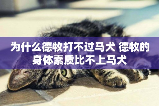 為什么德牧打不過馬犬 德牧的身體素質比不上馬犬