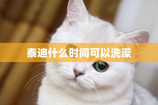 泰迪什么時間可以洗澡