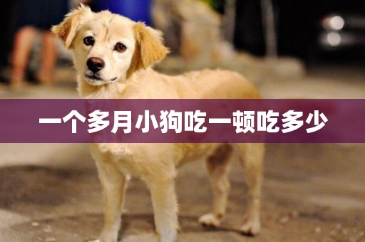 一個多月小狗吃一頓吃多少