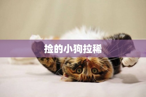 撿的小狗拉稀