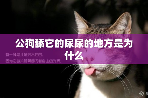 公狗舔它的尿尿的地方是為什么