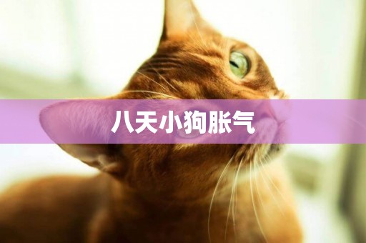 八天小狗脹氣