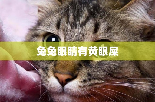 兔兔眼睛有黃眼屎