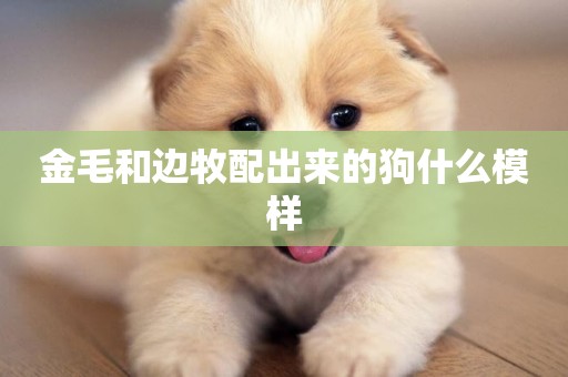金毛和邊牧配出來的狗什么模樣