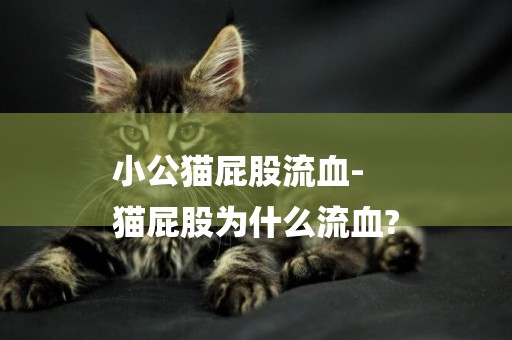 小公貓屁股流血-
貓屁股為什么流血?
