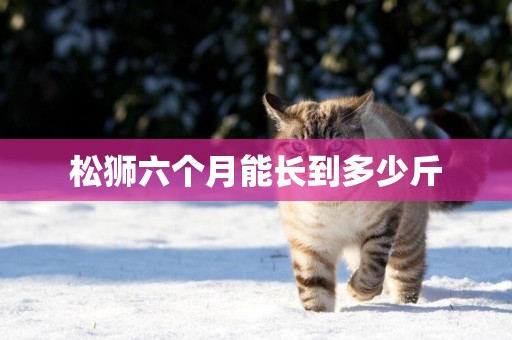 松獅六個月能長到多少斤