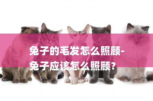 兔子的毛發怎么照顧-
兔子應該怎么照顧？