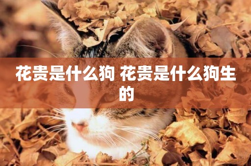 花貴是什么狗 花貴是什么狗生的