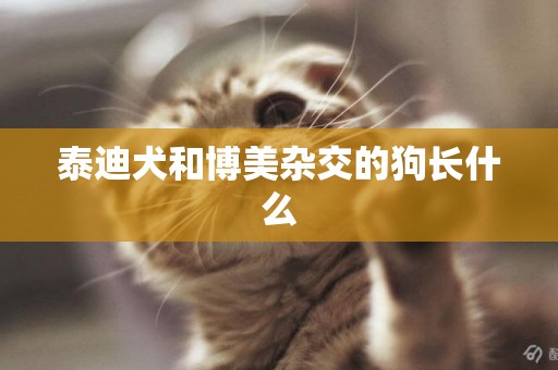 泰迪犬和博美雜交的狗長什么