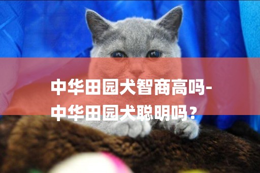 中華田園犬智商高嗎-
中華田園犬聰明嗎？