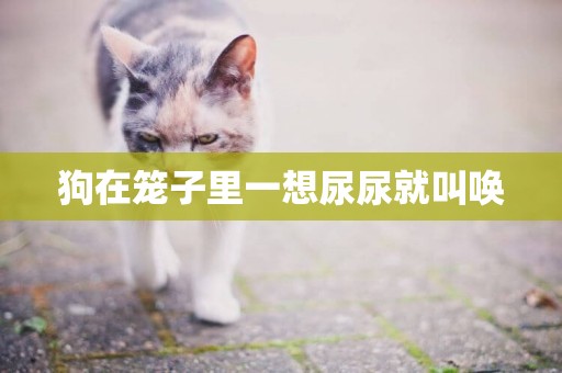 狗在籠子里一想尿尿就叫喚