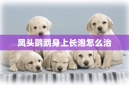 鳳頭鸚鵡身上長泡怎么治
