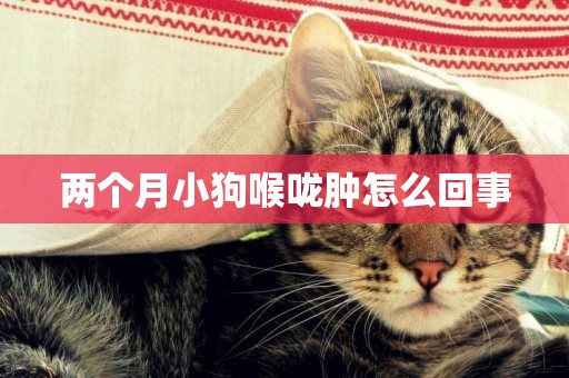 兩個月小狗喉嚨腫怎么回事
