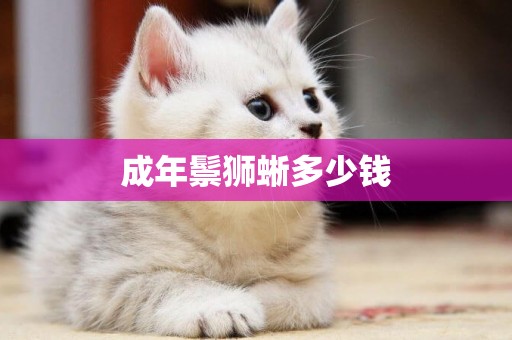 成年鬃獅蜥多少錢