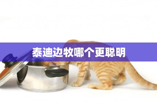 泰迪邊牧哪個更聰明