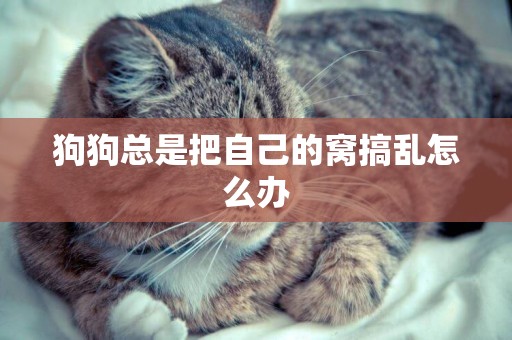 狗狗總是把自己的窩搞亂怎么辦