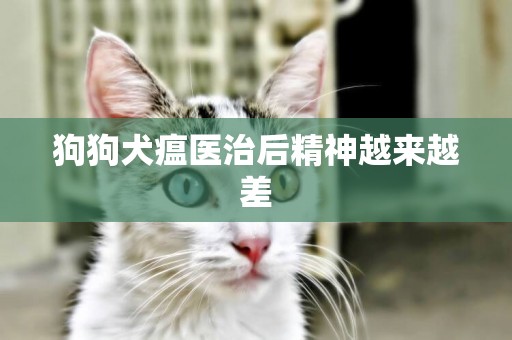 狗狗犬瘟醫治后精神越來越差