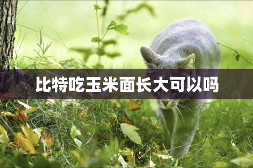 比特吃玉米面長大可以嗎