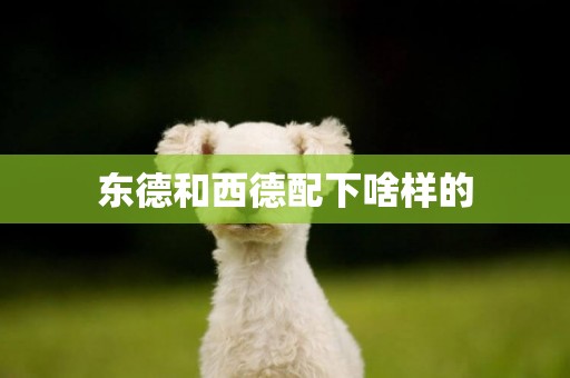 東德和西德配下啥樣的