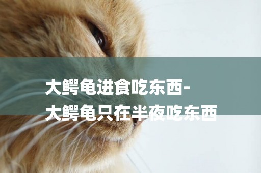 大鱷龜進食吃東西-
大鱷龜只在半夜吃東西